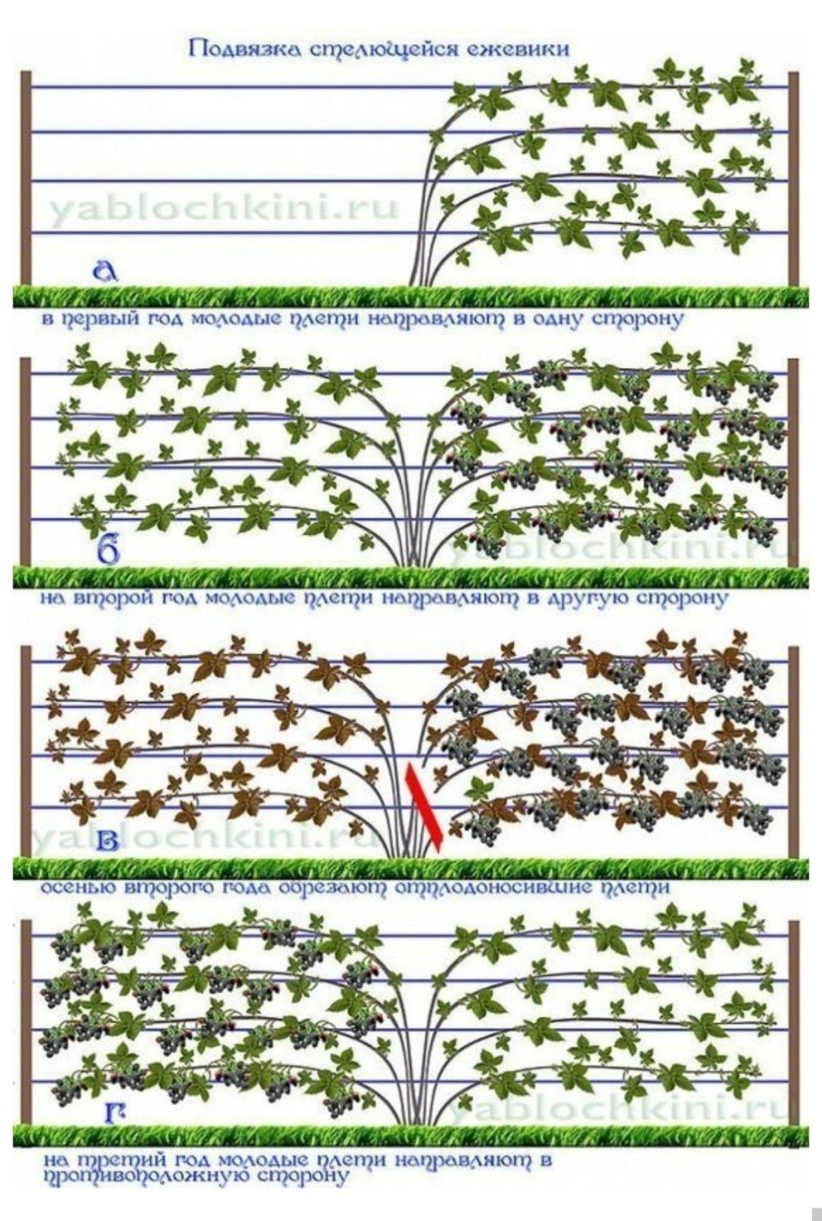 Растения в горшках по росту