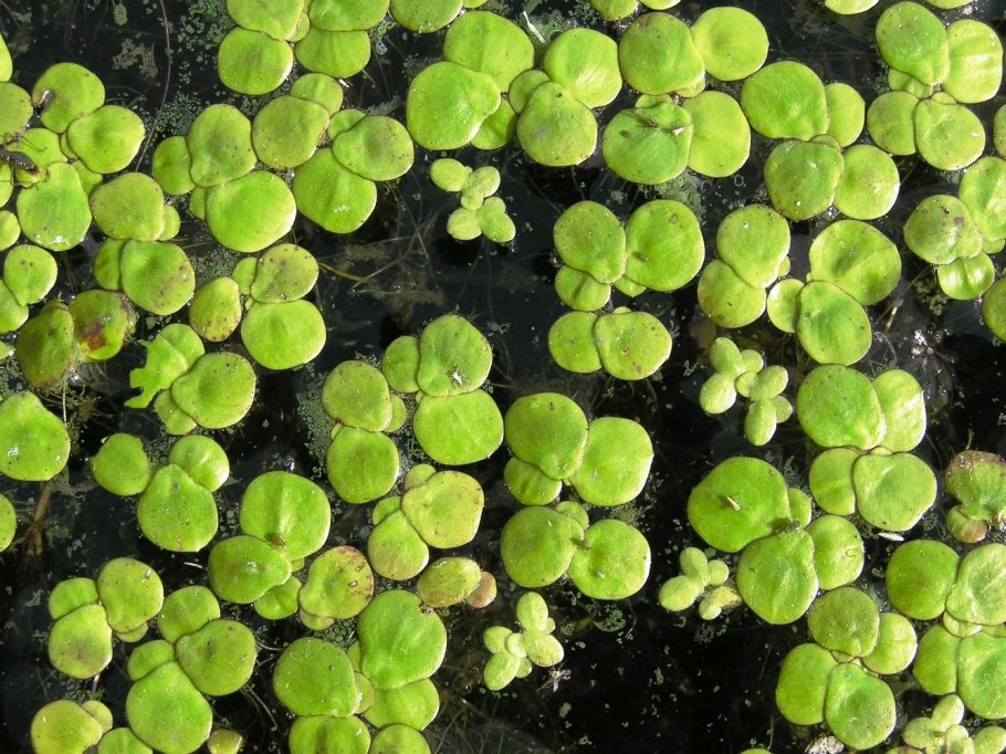 Lemna Minor Ряска