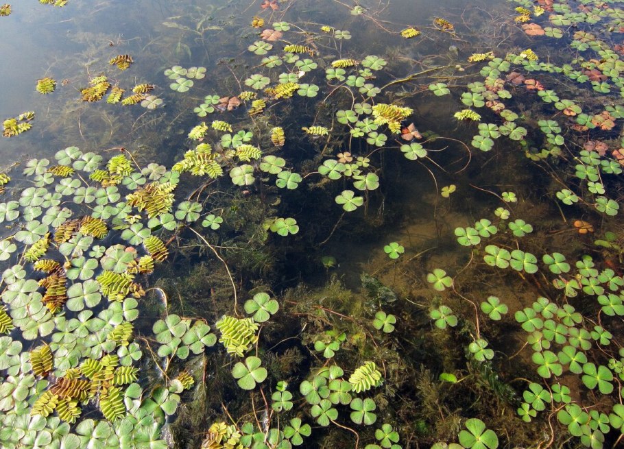 Растения пресных водоемов Элодея