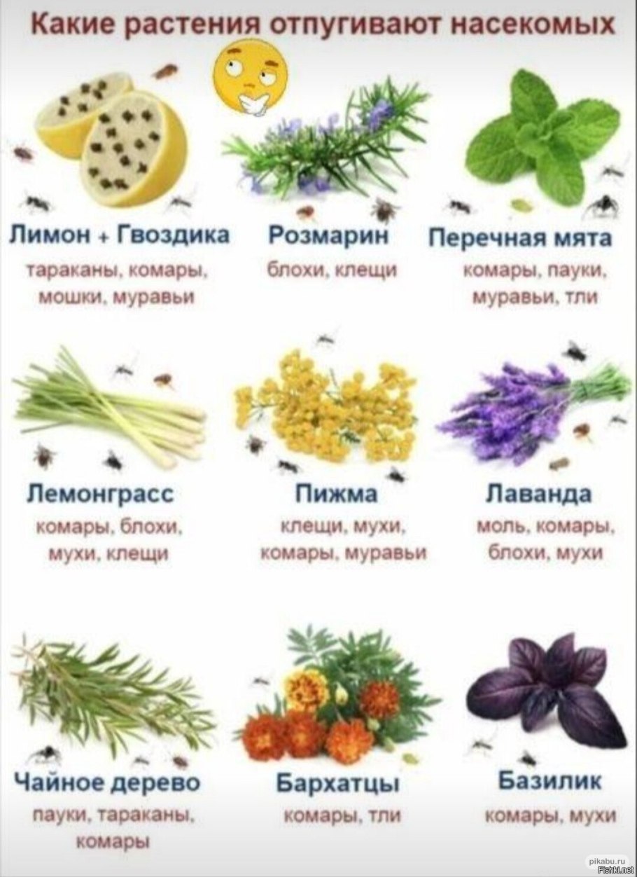Цветок аллерген на Украине