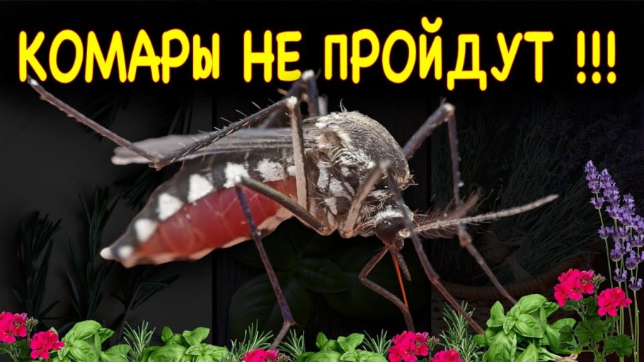 Таблица растений отпугивающих вредителей