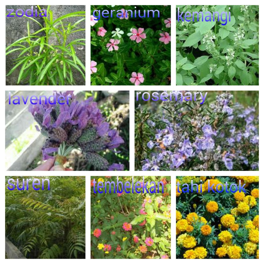 Plant Mosquitoes