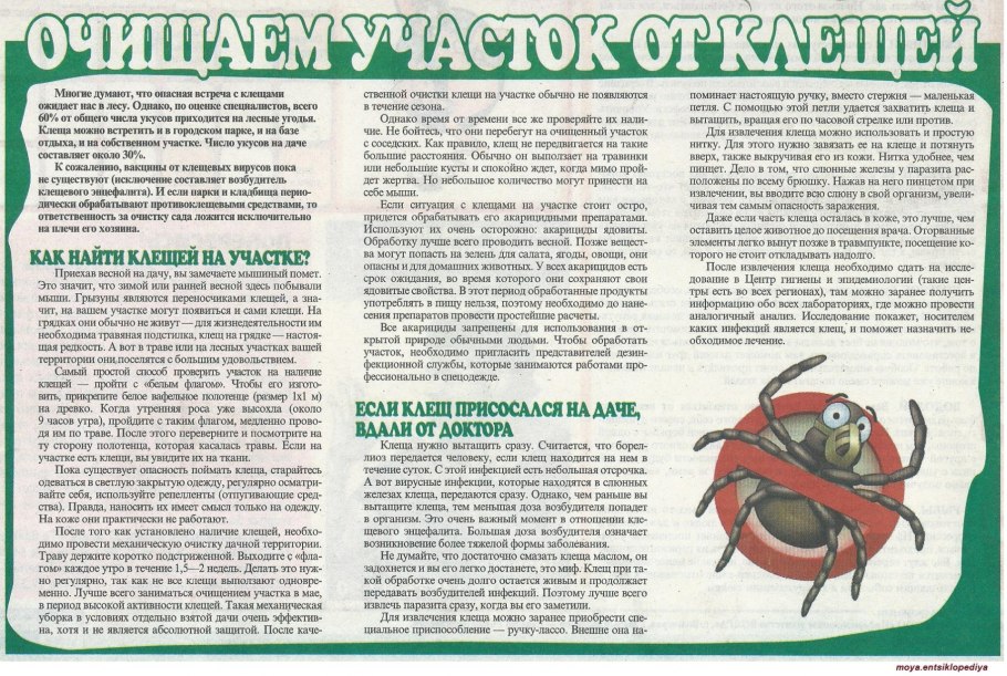 Декоративные Луки отпугивают
