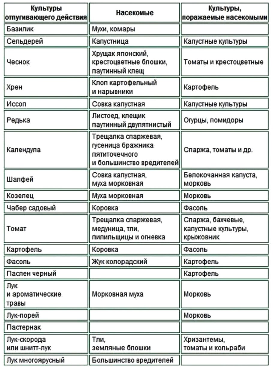 Шалфей от комаров