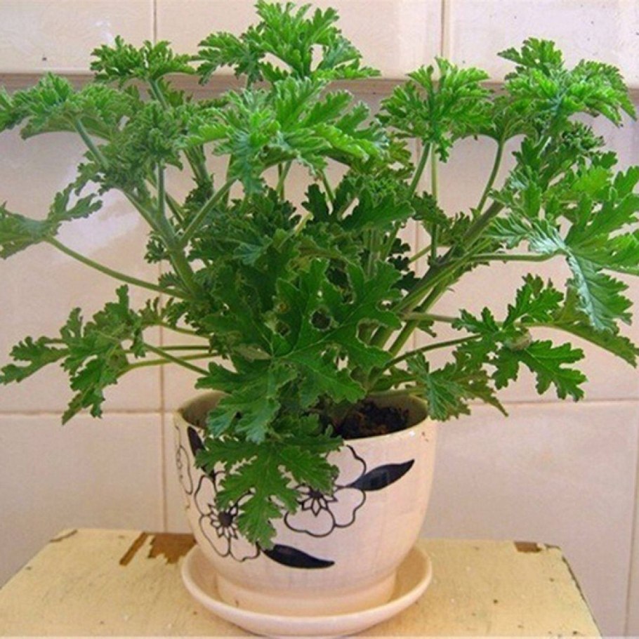 What Herbs May Repel Mosquitoes?