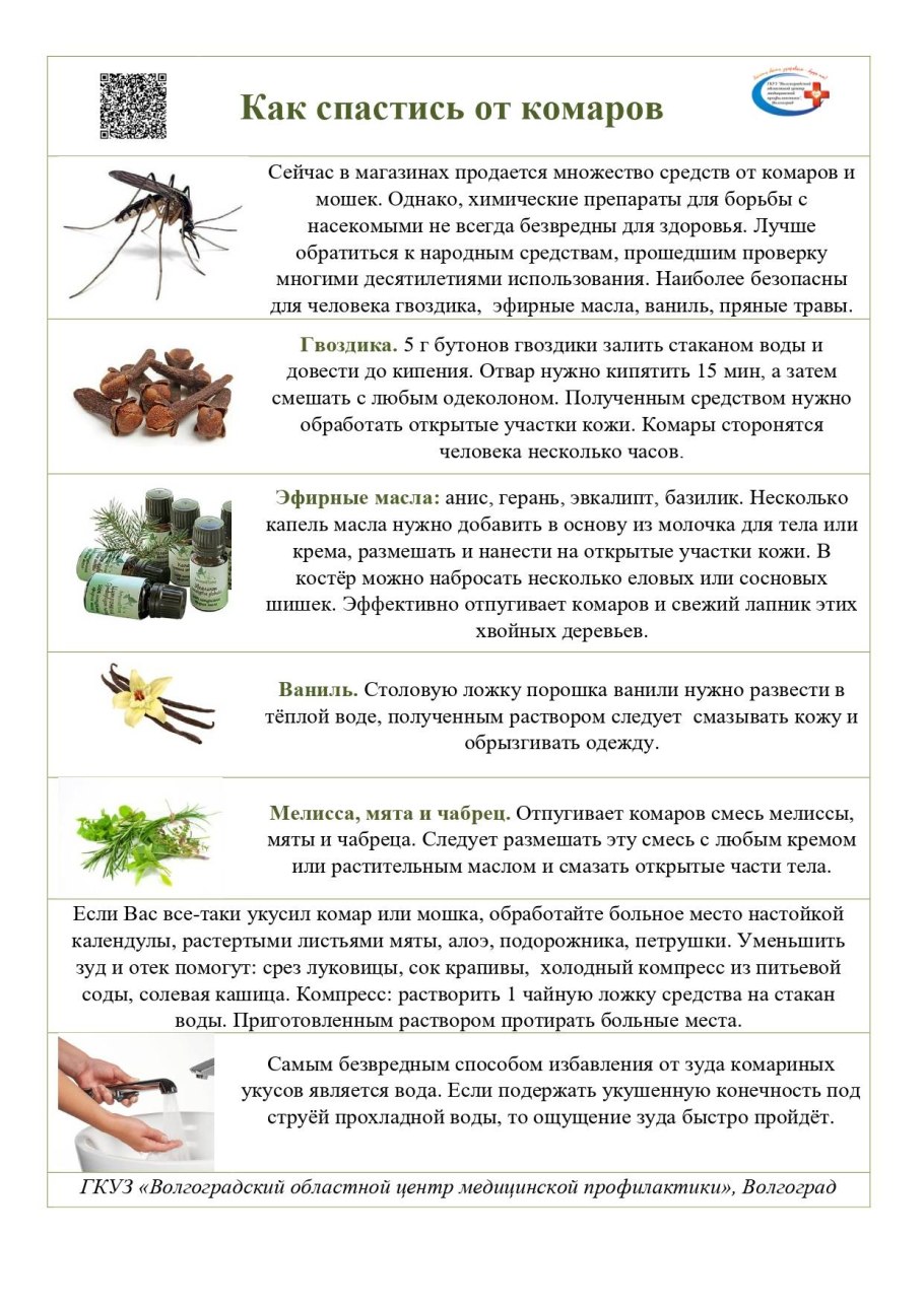 Пряные растения для вертикального озеленения в квартире