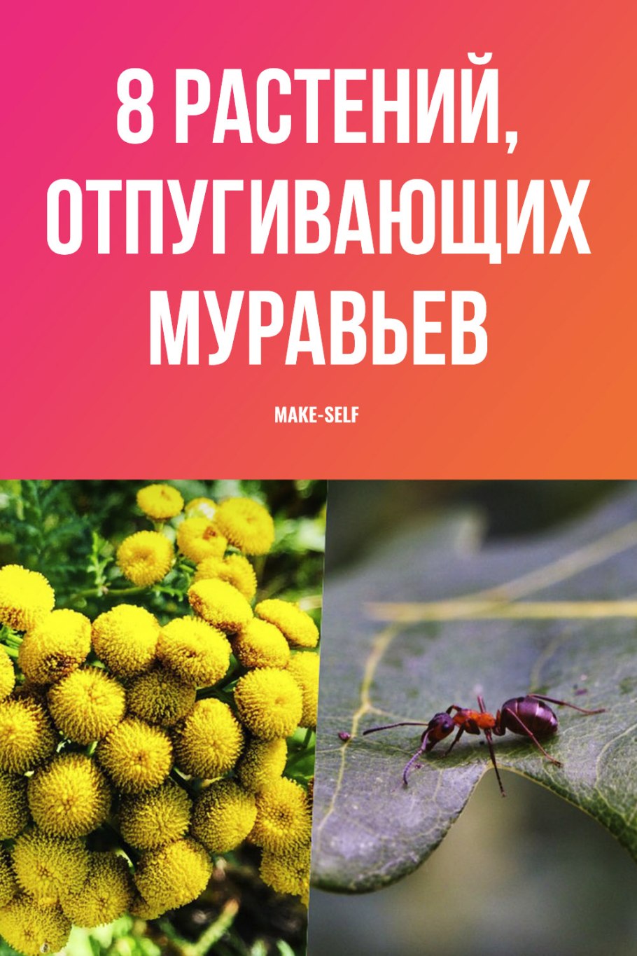 Мята от насекомых
