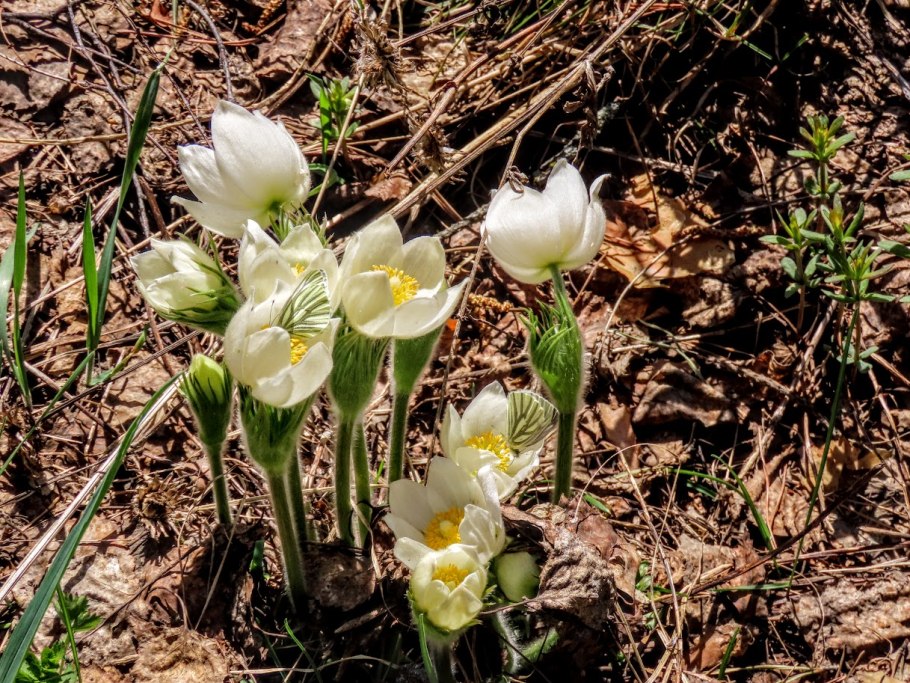 Подснежник Сибирский прострел
