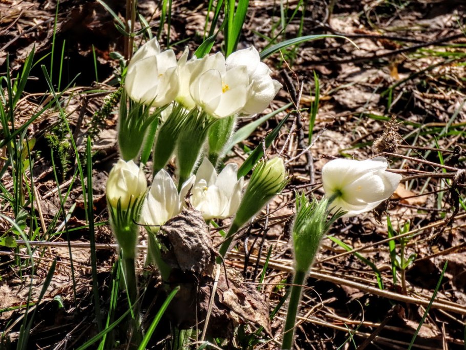 Подснежники прострел Уральский