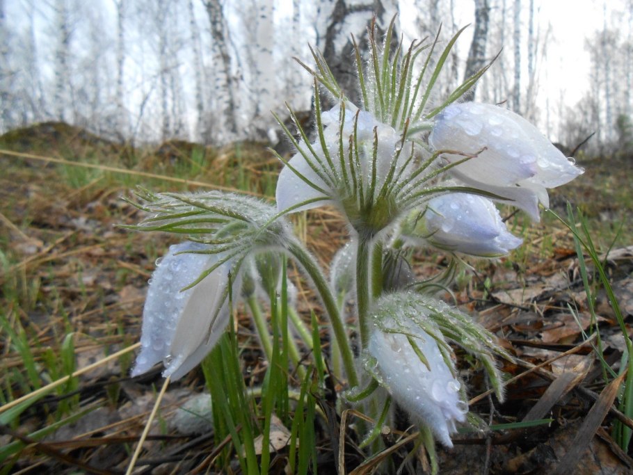 Карасьеозерский лесопарк Екатеринбург фото