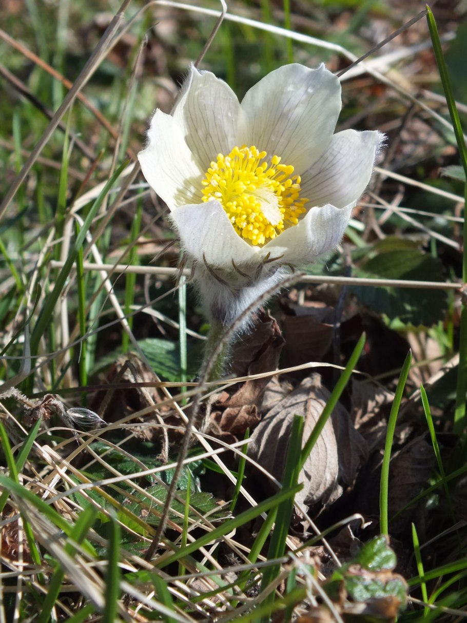 Прострел желтеющий Pulsatilla flavescens