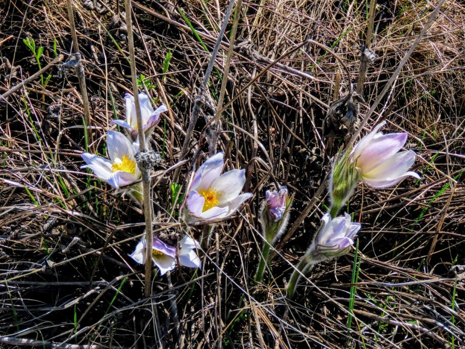 Прострел Уральский желтеющий