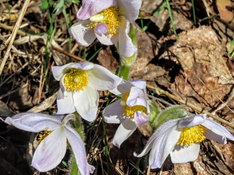 Прострел желтеющий (Сибирский Подснежник)