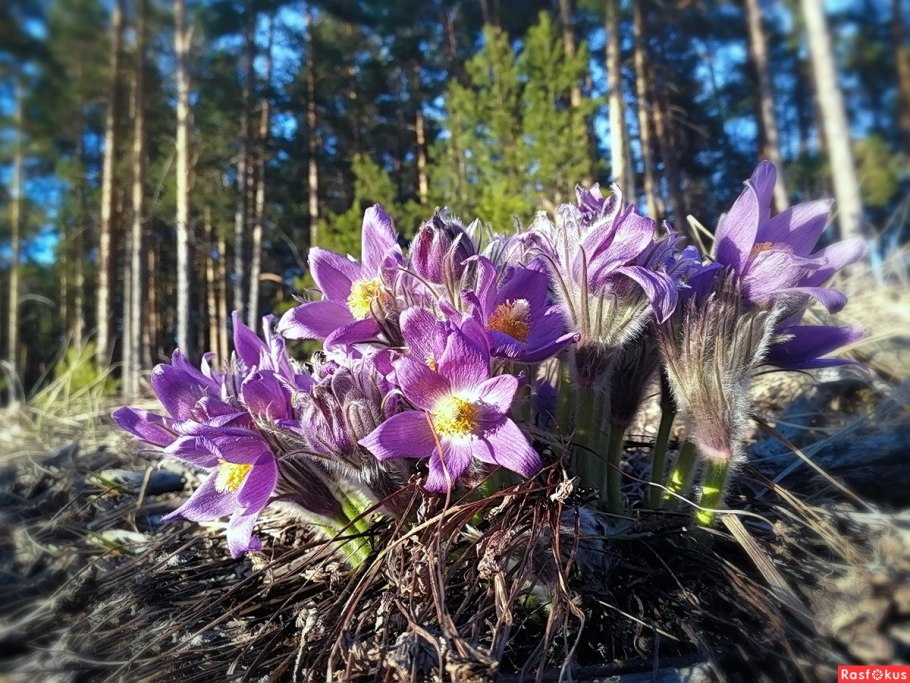 Сибирские подснежники сон трава