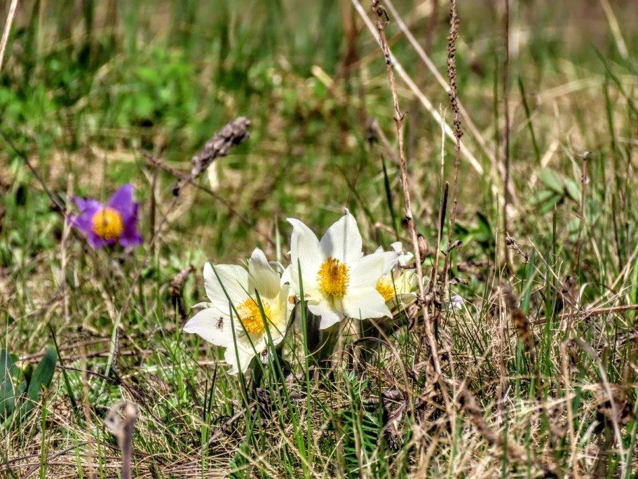 Подснежник сибирский прострел