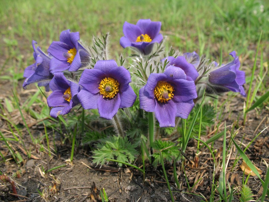 Прострел обыкновенный (pulsatilla vulgaris)