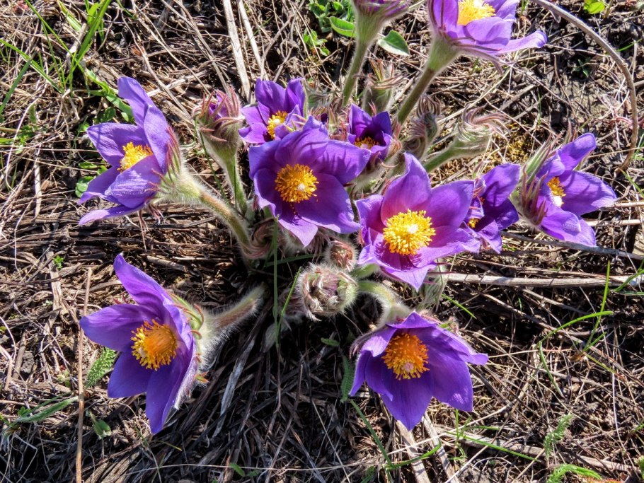 Подснежник Сибирский прострел