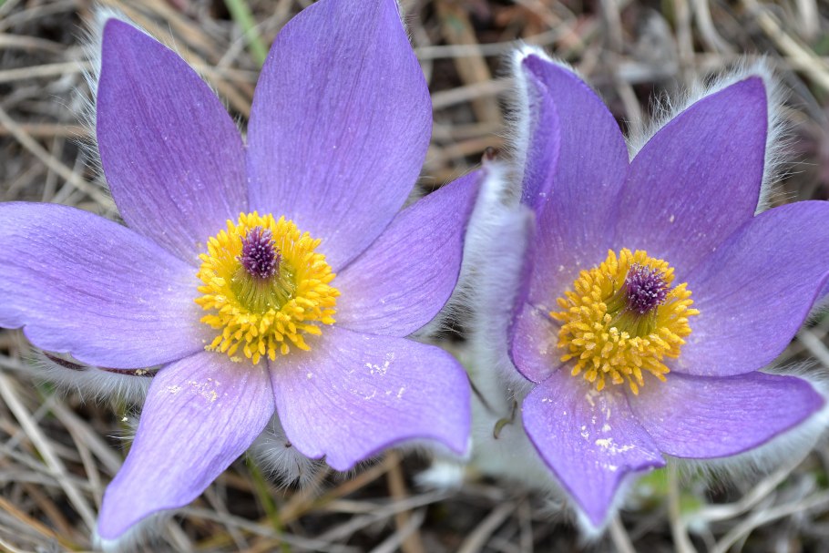 Прострел blaue Glocke