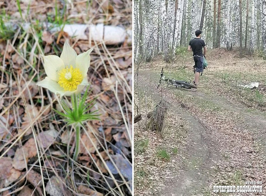 Подснежник прострел желтеющий