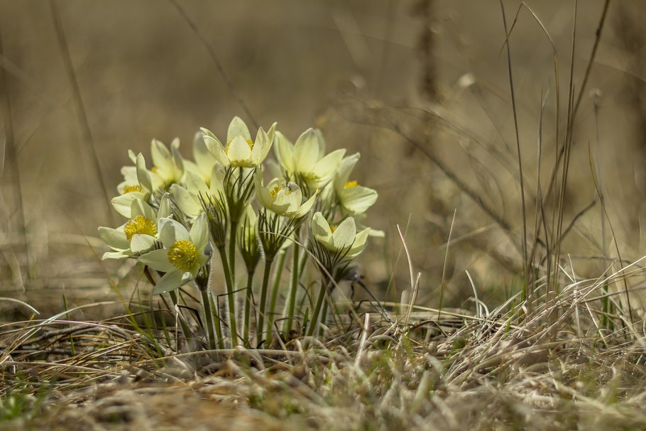 Подснежники на Урале
