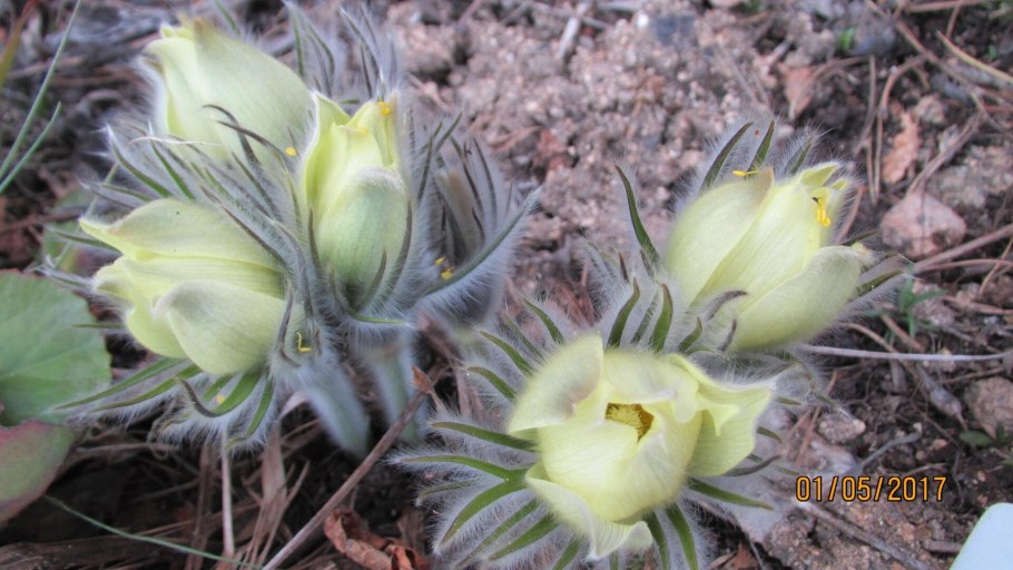 Прострел Уральский желтеющий