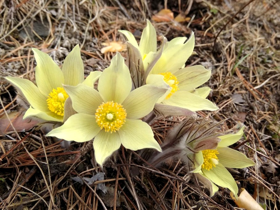 Подснежник прострел желтеющий