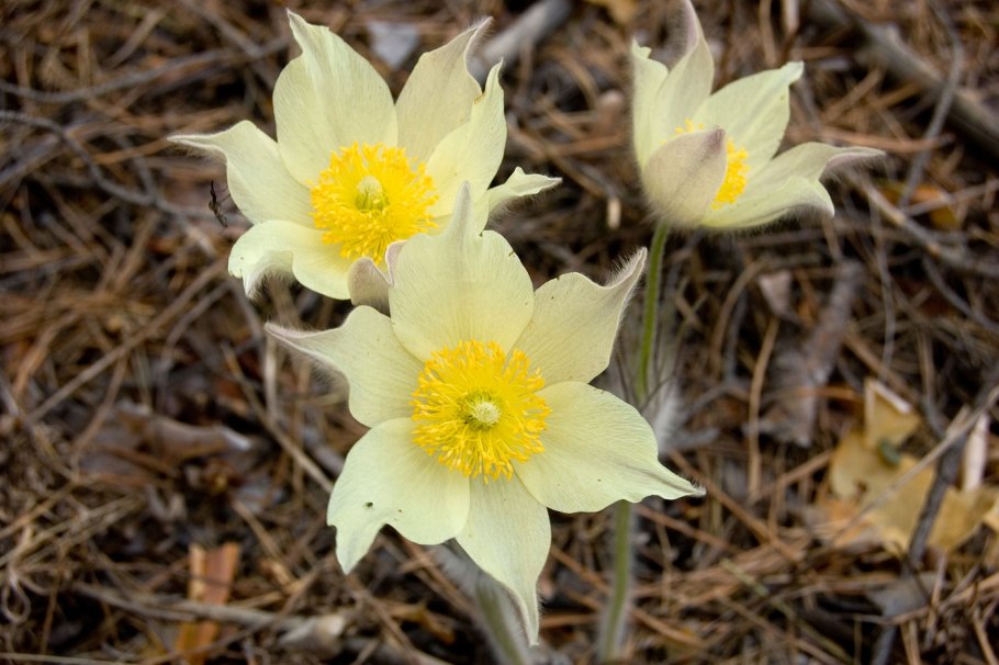 Прострел желтеющий красная книга Тюменской области