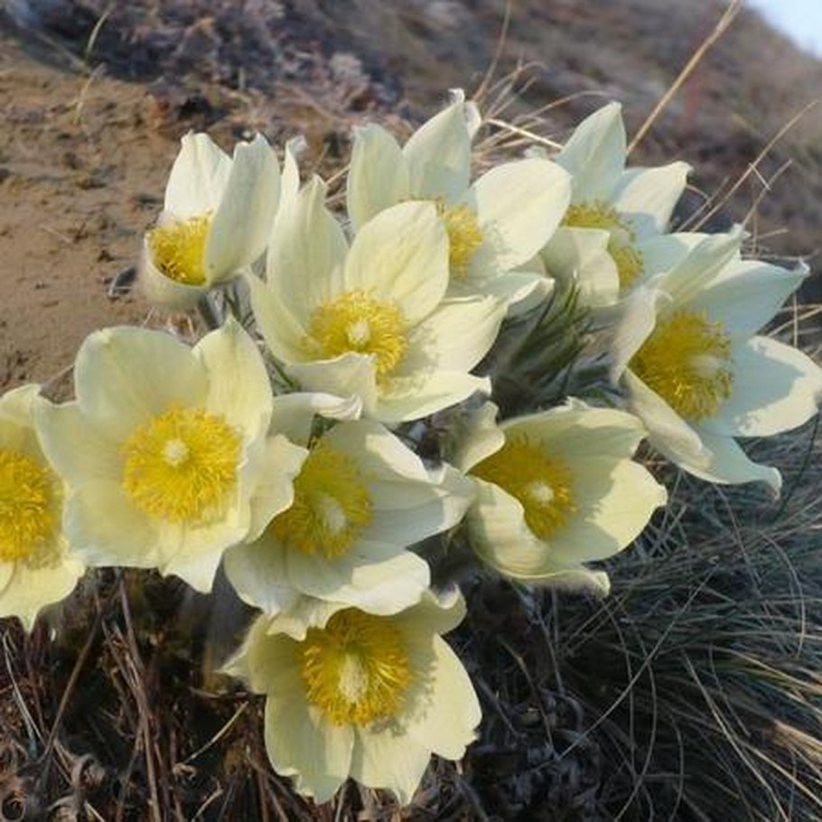 Первоцветы Лесные прострелы