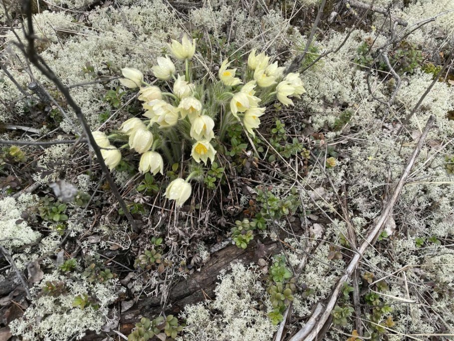 Прострел Уральский