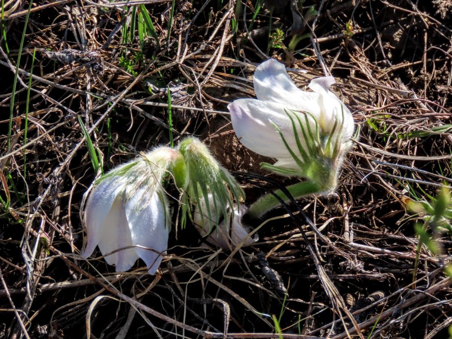 Прострел желтеющий (сон трава)