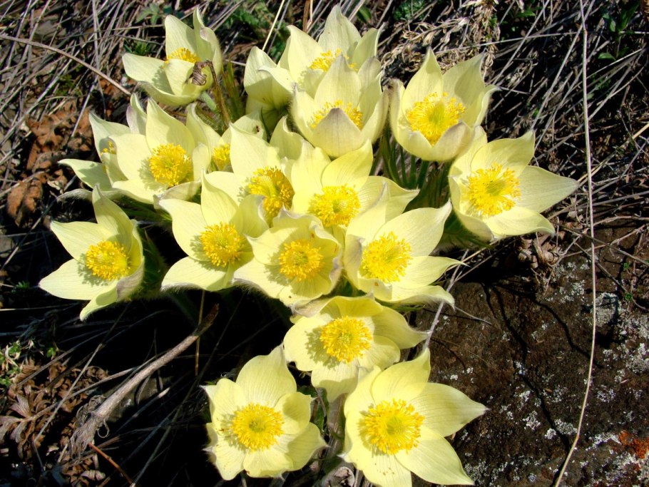 Крымский адонис весенний