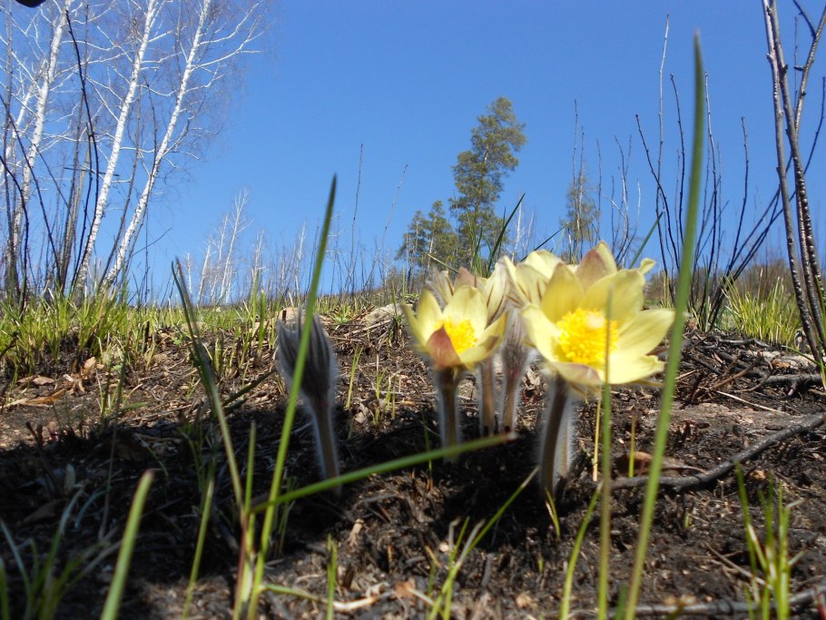 Подснежник Сибирский прострел