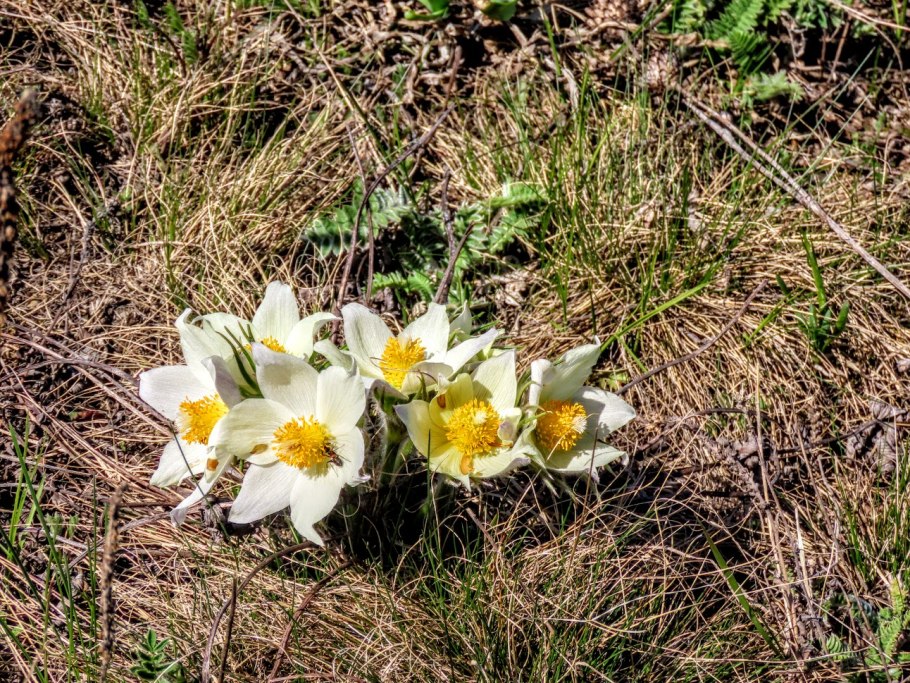 Прострел желтеющий (Сибирский Подснежник)