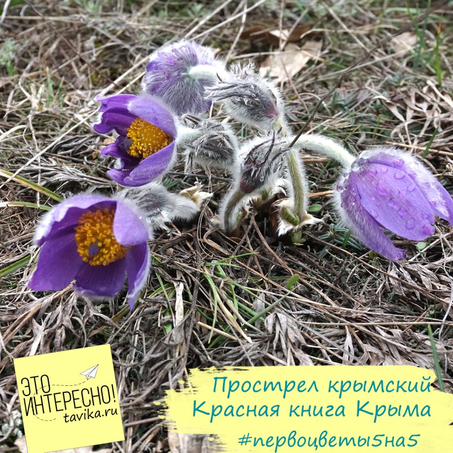 Первоцвет весенний Уральский