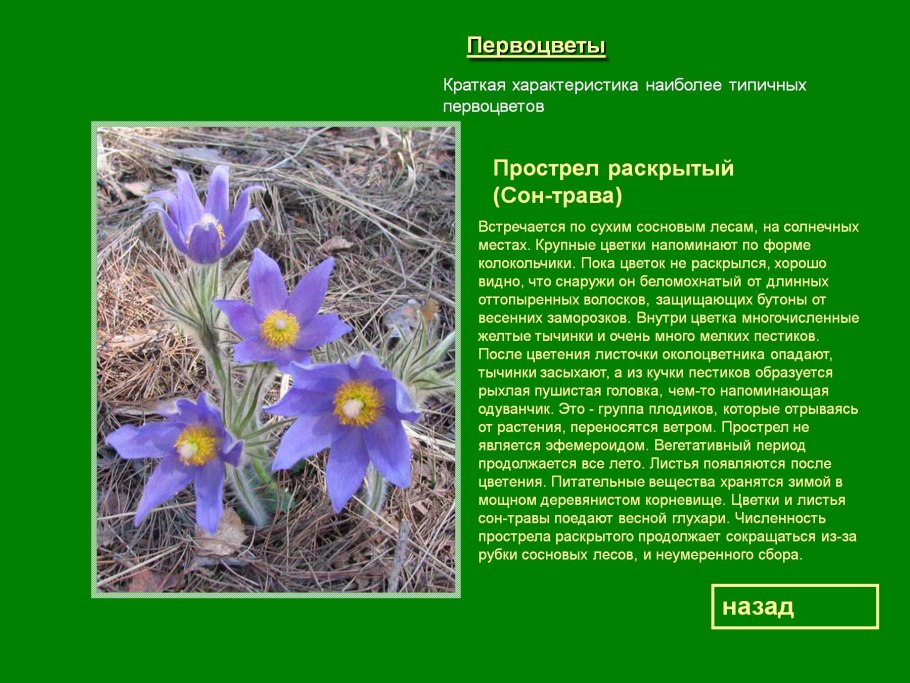 Прострел желтеющий (Сибирский Подснежник)