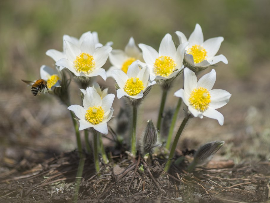 Pulsatilla flavescens (Zucc.) Juz. – Прострел желтеющий