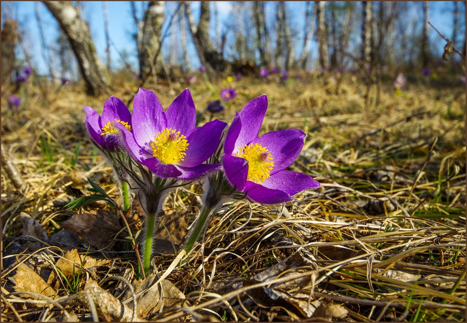 Прострел желтеющий Pulsatilla flavescens