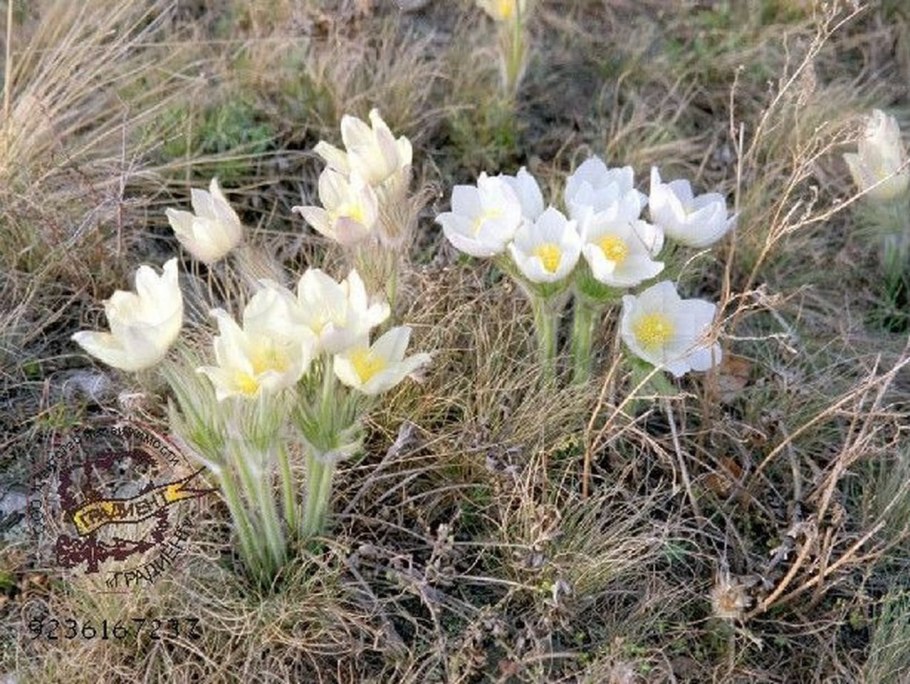 Первоцвет весенний Уральский