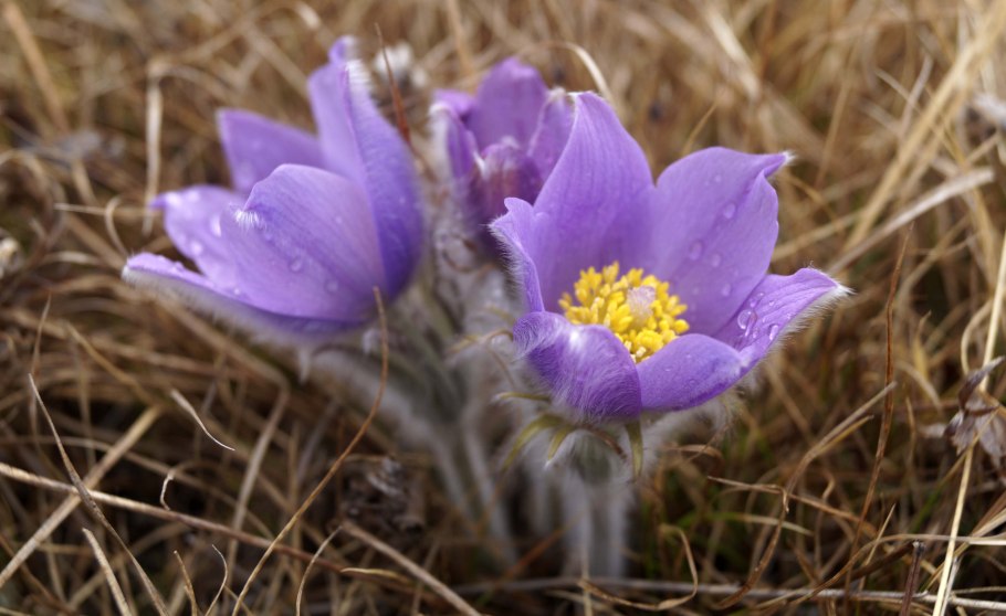 Подснежники на Урале