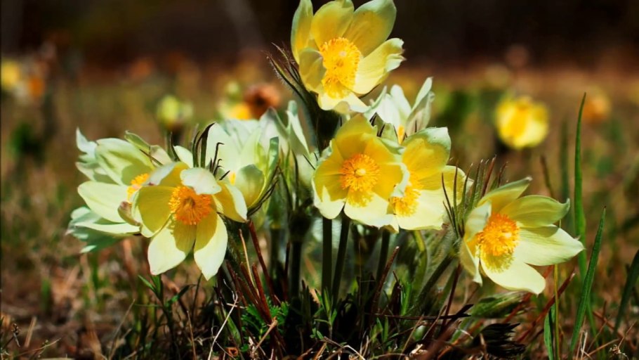 Кронштейн амортизатора BPW 0303221590 правая