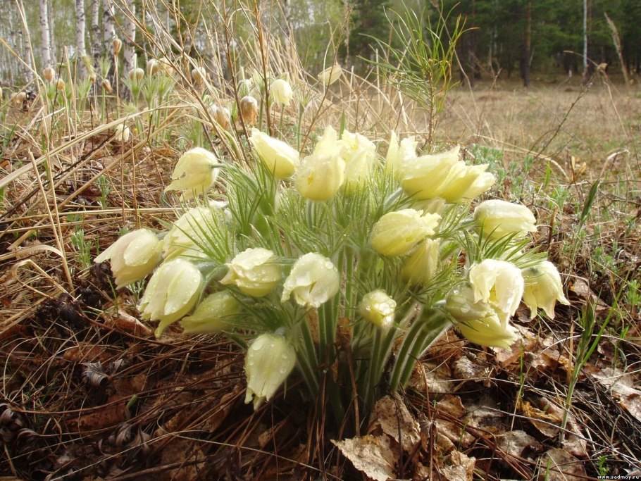 Прострел сон трава информация