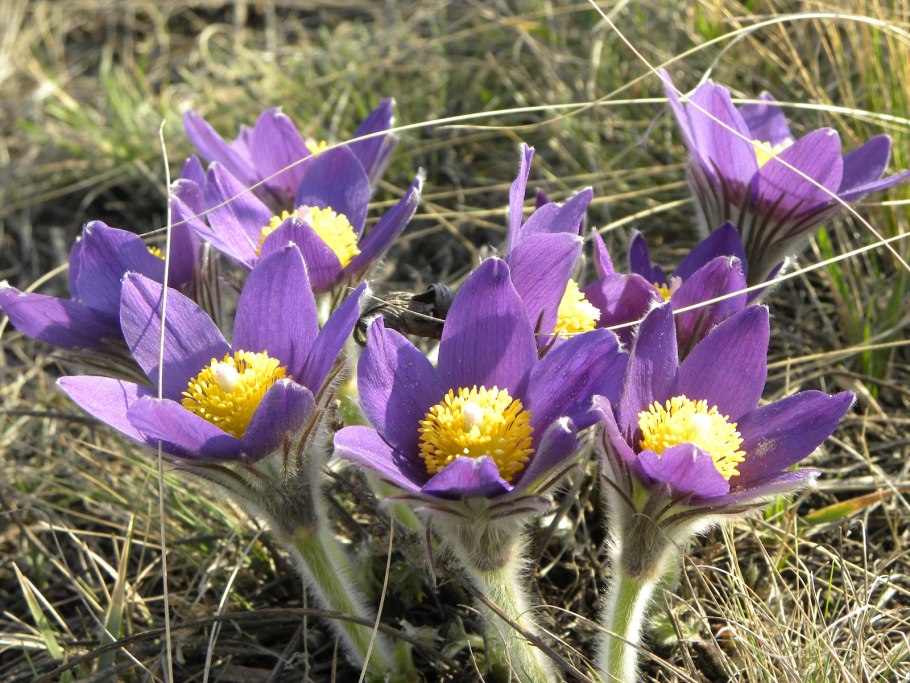 Купальница сон трава водяной орех