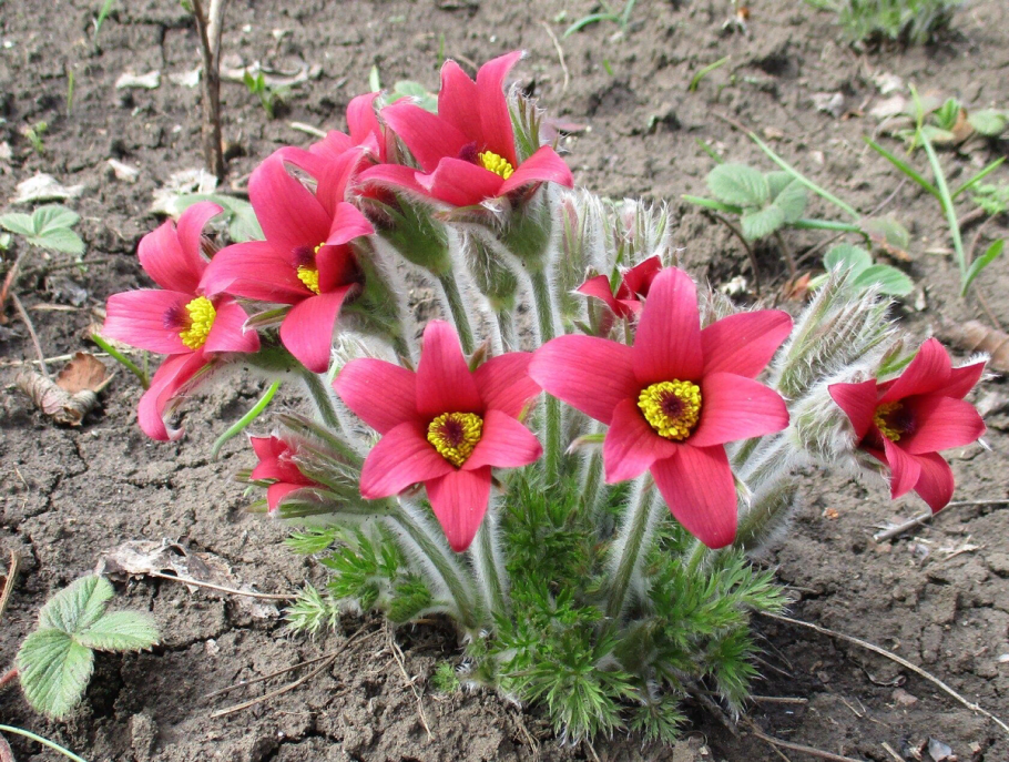 Прострел сорта