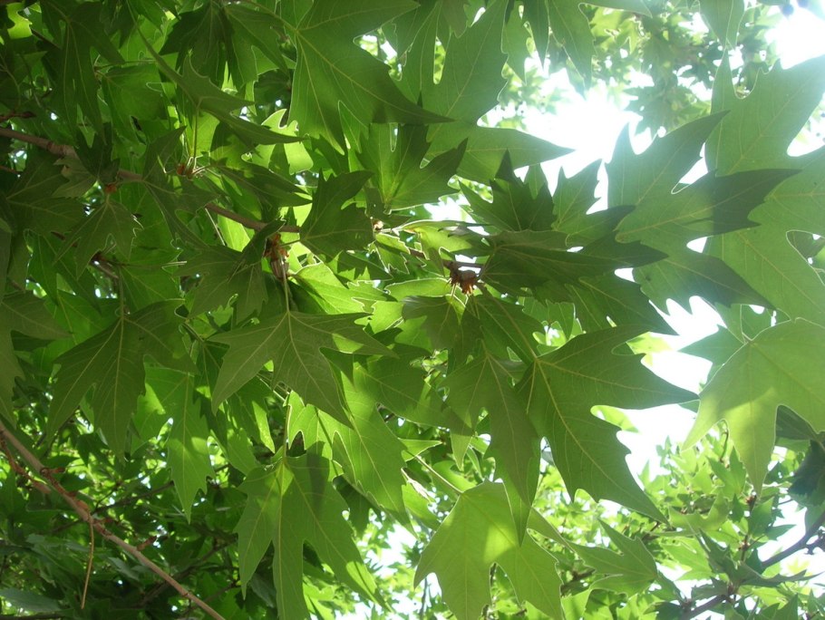 Туапсе аллея платанов