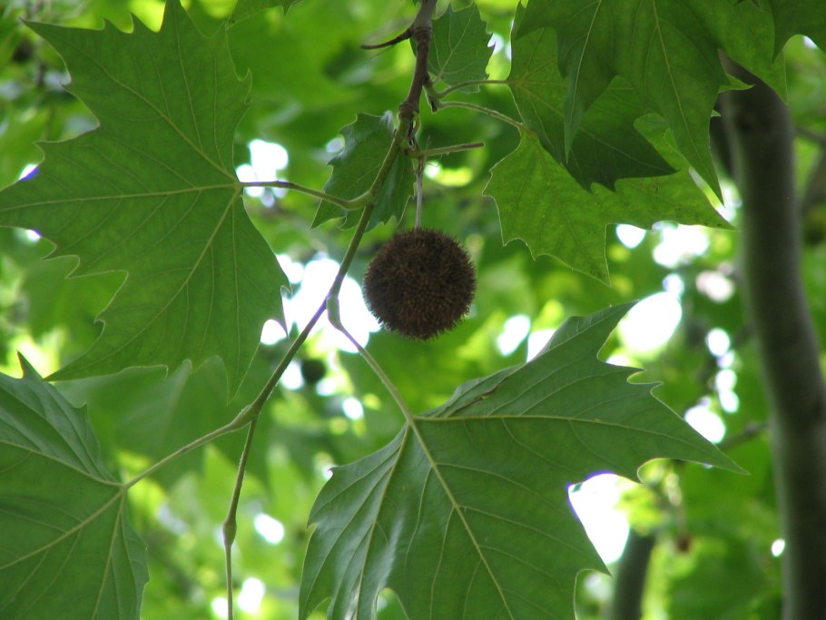 Platanus orientalis дерево