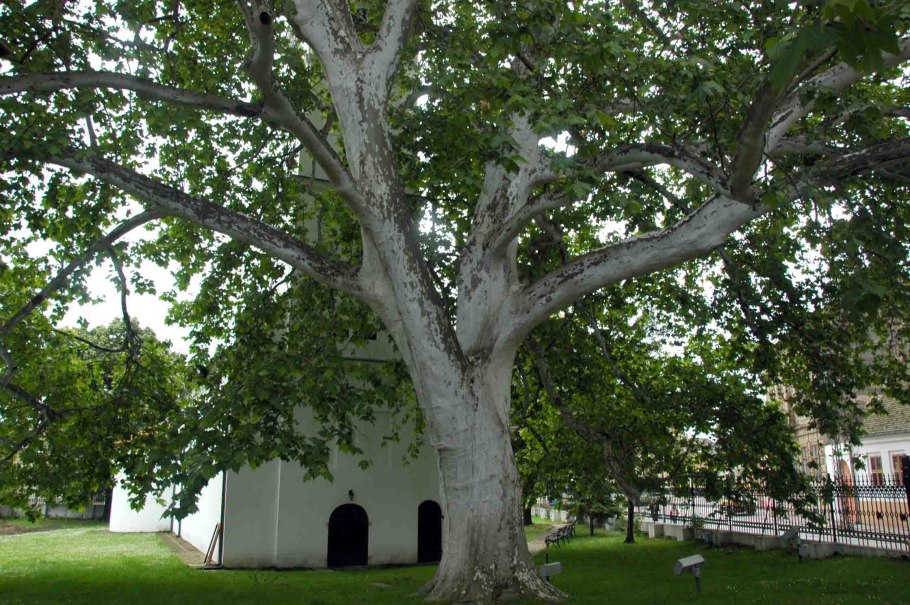Платан Восточный (Platanus orientalis)