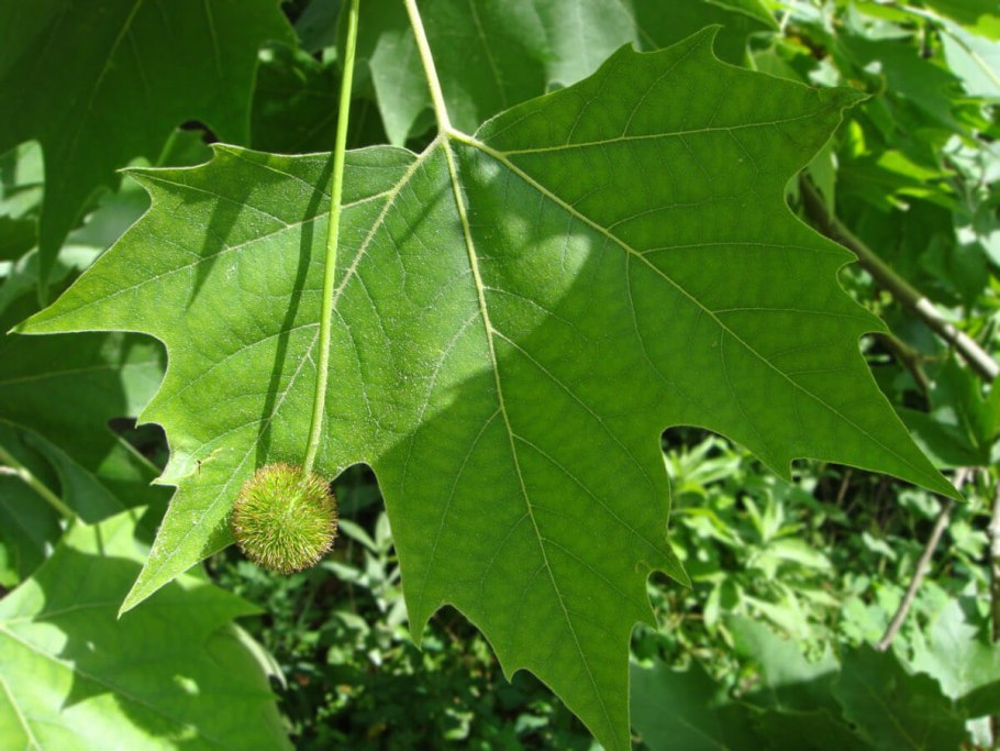 Платан Восточный дерево