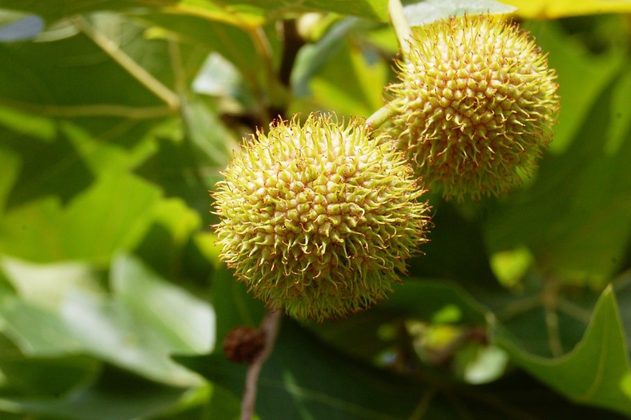 Platanus orientalis дерево
