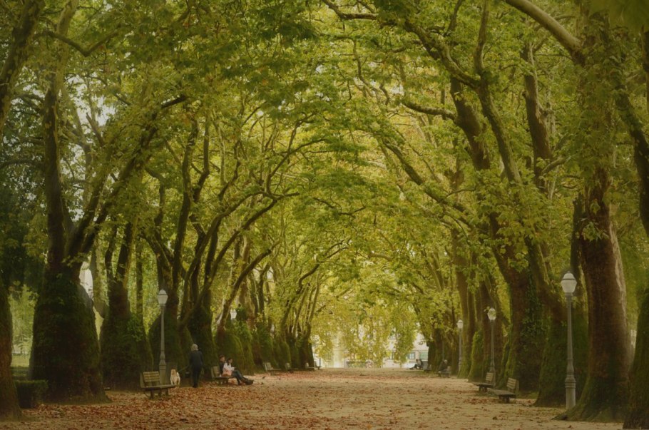 Платан дерево плоды