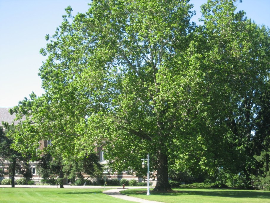 Платан Чинара дерево